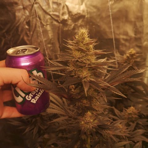 10th Planet growlog timeline photo