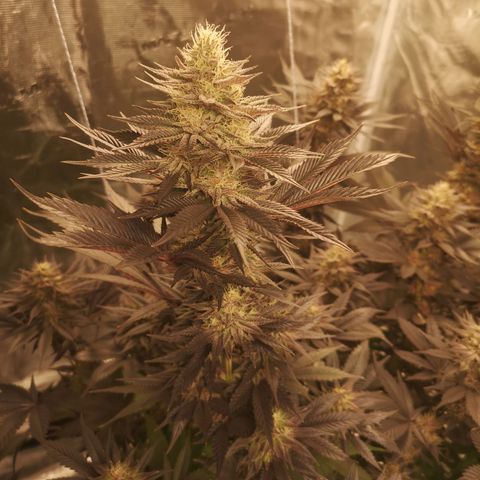 10th Planet growlog timeline photo