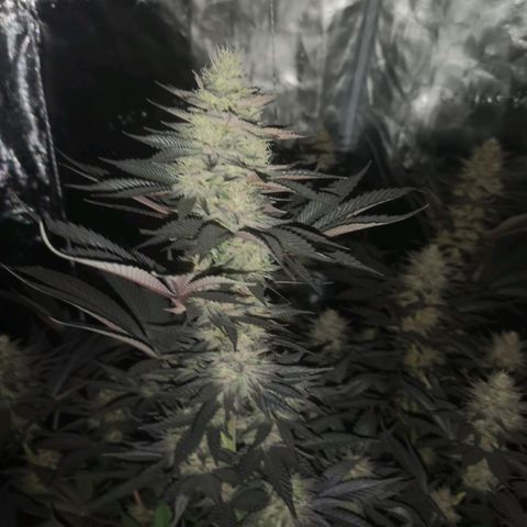10th Planet growlog timeline photo
