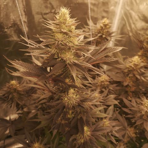 10th Planet growlog timeline photo