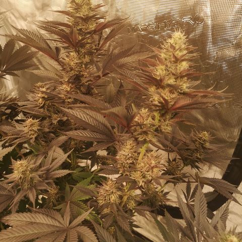 10th Planet growlog timeline photo