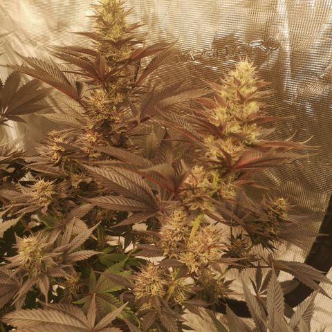 10th Planet growlog timeline photo