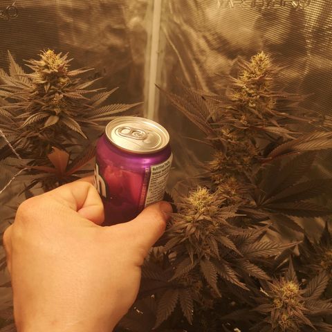 10th Planet growlog timeline photo