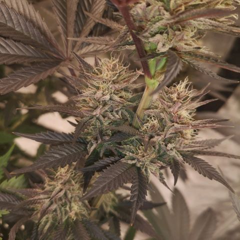 10th Planet growlog timeline photo