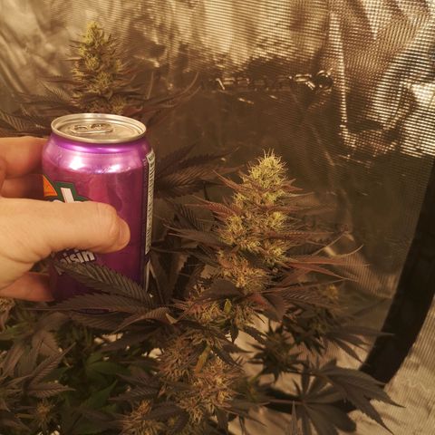 10th Planet growlog timeline photo