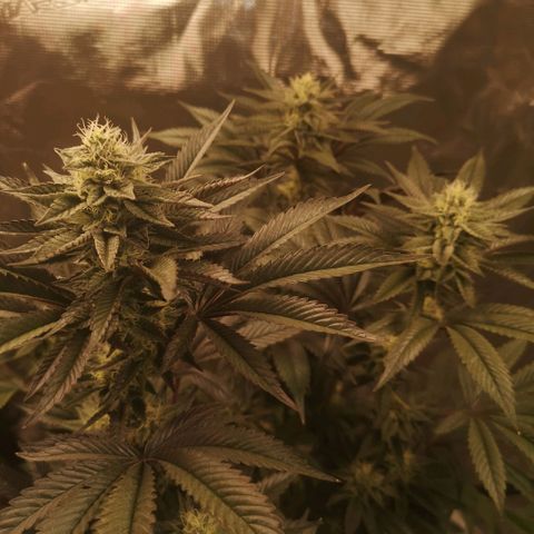 O. K. C growlog timeline photo