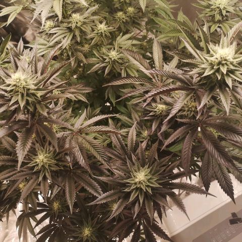 O. K. C growlog timeline photo