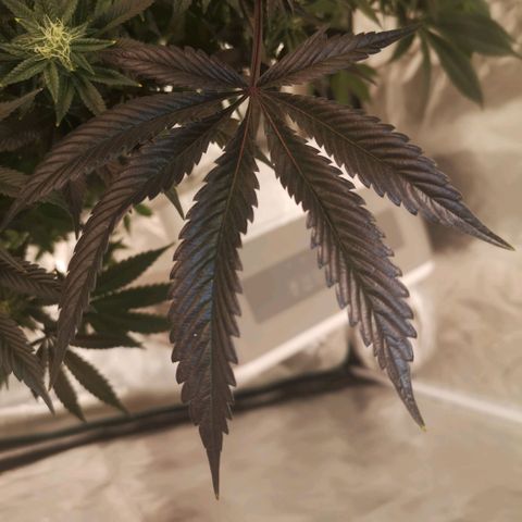 O. K. C growlog timeline photo