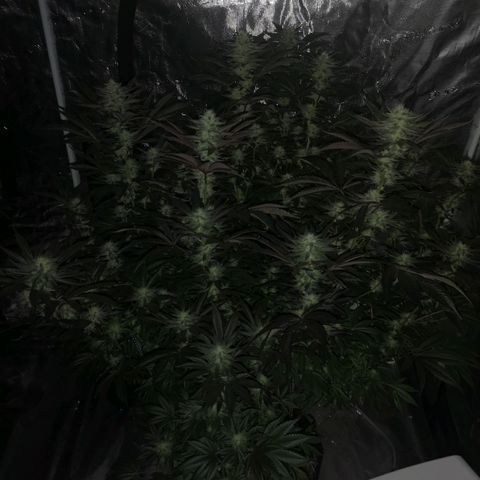 O. K. C growlog timeline photo