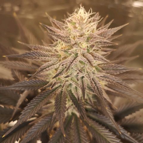 10th Planet growlog timeline photo