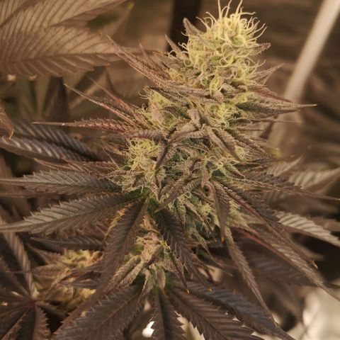 10th Planet growlog timeline photo