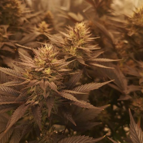 10th Planet growlog timeline photo
