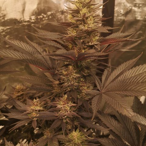 10th Planet growlog timeline photo