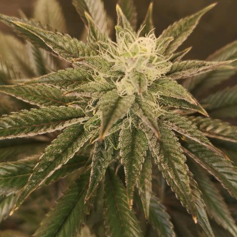O. K. C growlog timeline photo