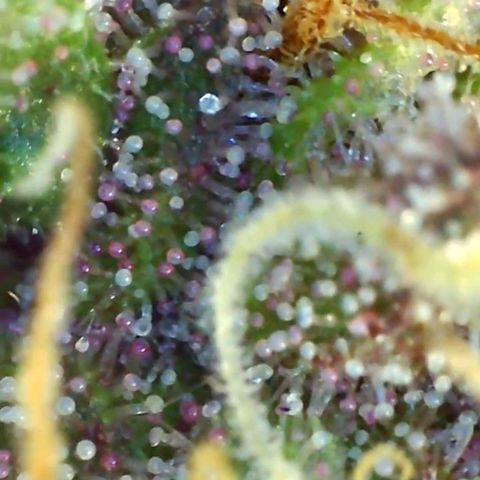 10th Planet growlog timeline photo