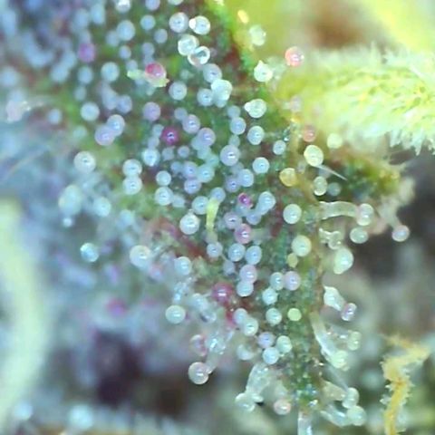 10th Planet growlog timeline photo
