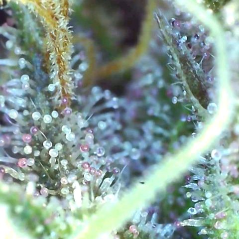 10th Planet growlog timeline photo