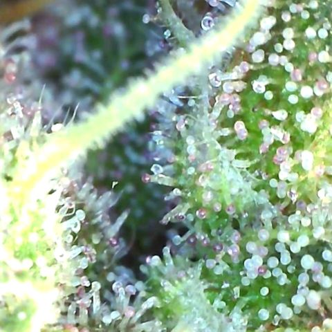 10th Planet growlog timeline photo