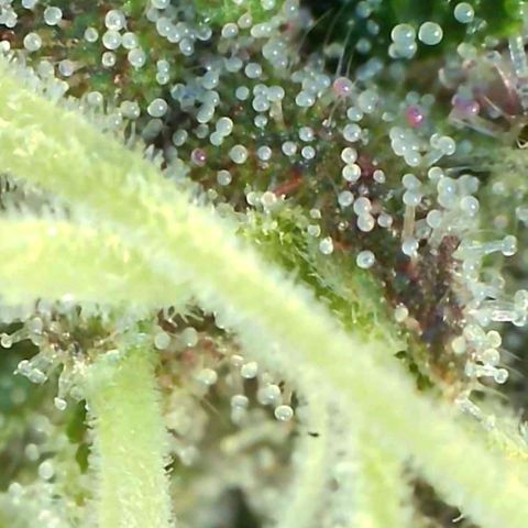 10th Planet growlog timeline photo