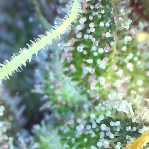 10th Planet growlog timeline photo