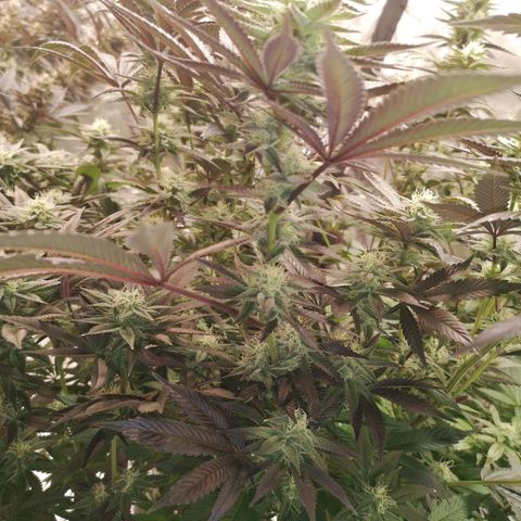 O. K. C growlog timeline photo