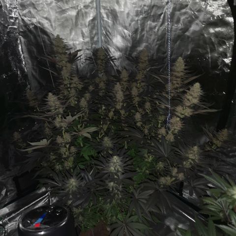 10th Planet growlog timeline photo