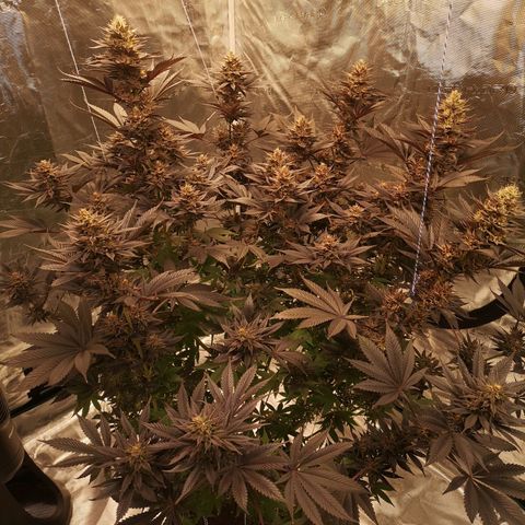 10th Planet growlog timeline photo
