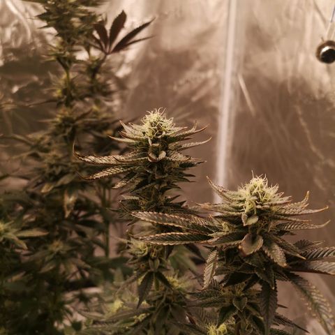 O. K. C growlog timeline photo