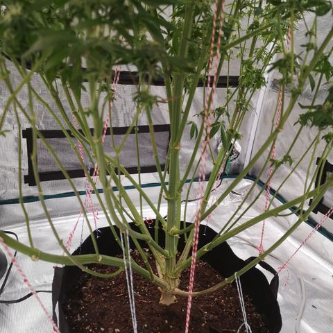 O. K. C growlog timeline photo