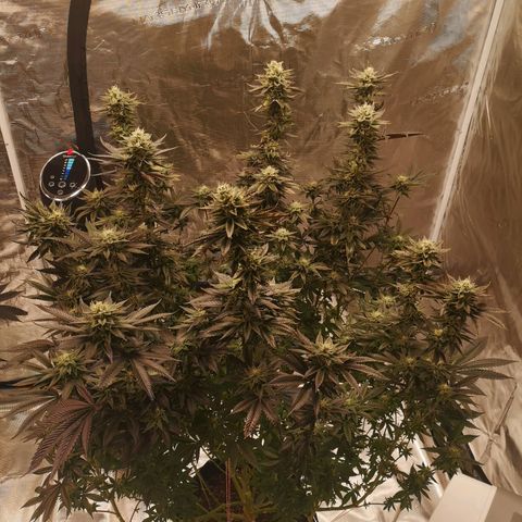 O. K. C growlog timeline photo