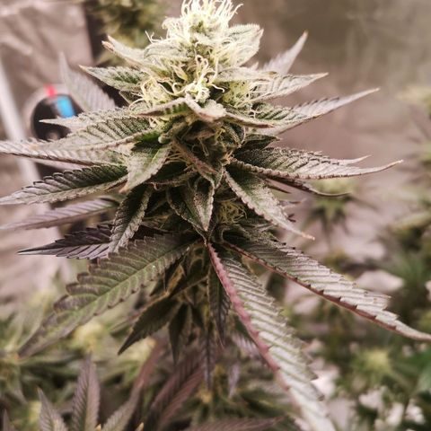 O. K. C growlog timeline photo