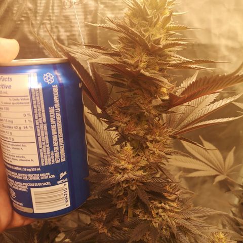 10th Planet growlog timeline photo