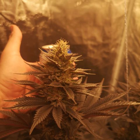 10th Planet growlog timeline photo