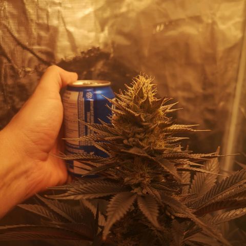 10th Planet growlog timeline photo