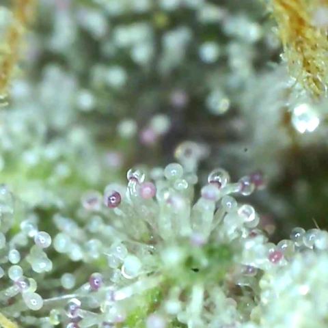 10th Planet growlog timeline photo
