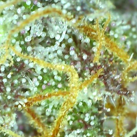 10th Planet growlog timeline photo