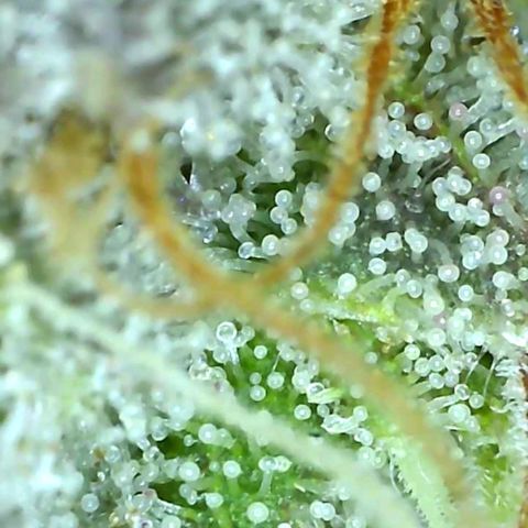 10th Planet growlog timeline photo
