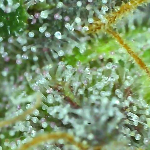 10th Planet growlog timeline photo