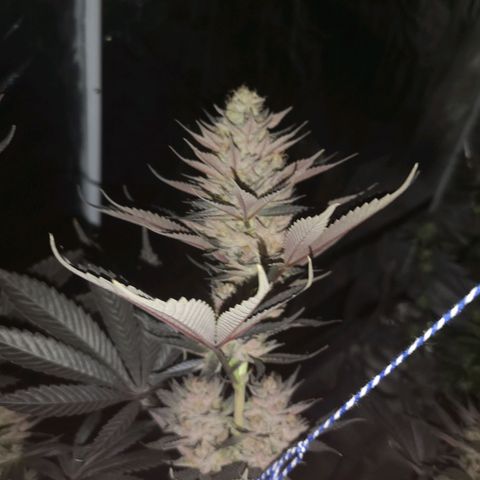 10th Planet growlog timeline photo