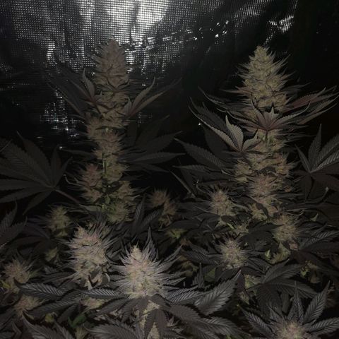 10th Planet growlog timeline photo