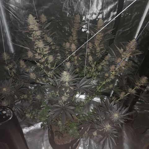 10th Planet growlog timeline photo