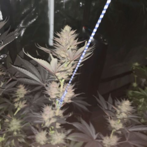 10th Planet growlog timeline photo