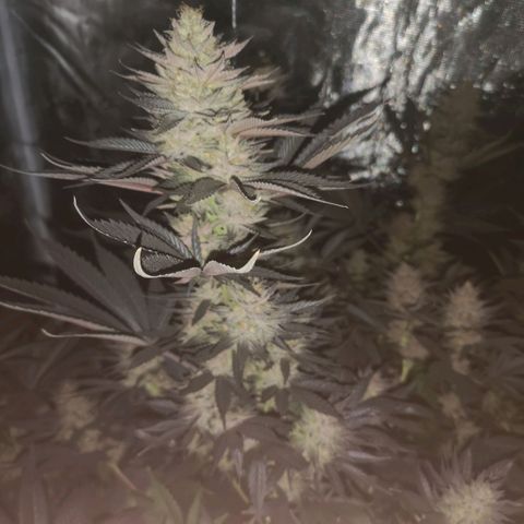 10th Planet growlog timeline photo
