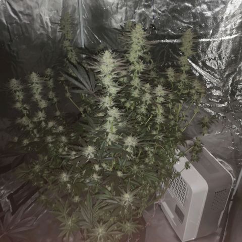O. K. C growlog timeline photo