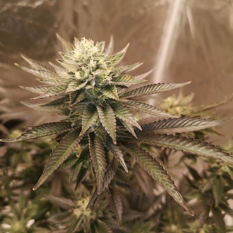 O. K. C growlog timeline photo
