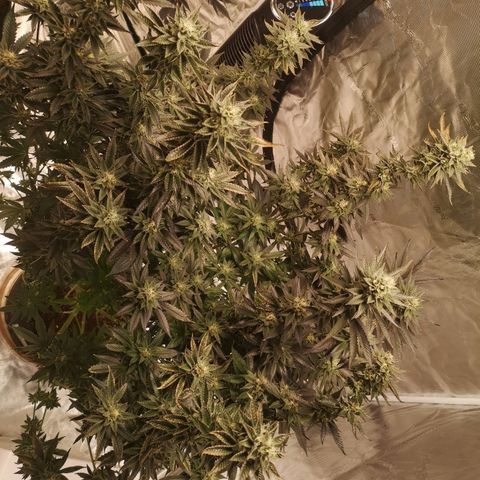 O. K. C growlog timeline photo