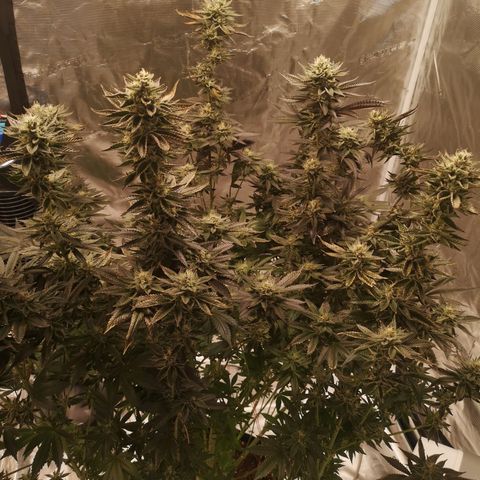 O. K. C growlog timeline photo