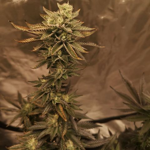 O. K. C growlog timeline photo
