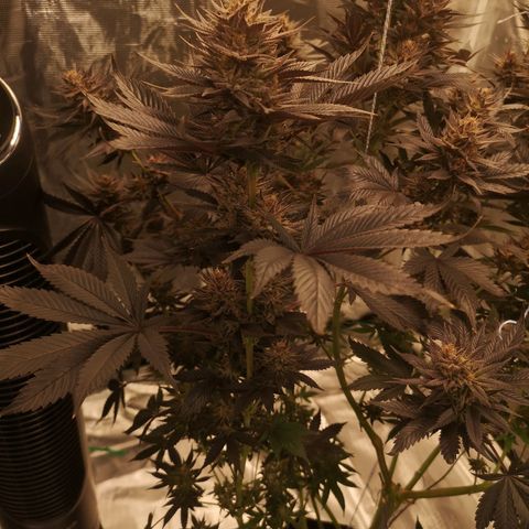10th Planet growlog timeline photo