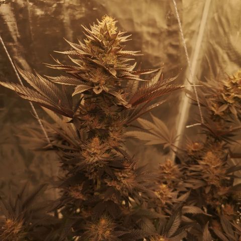 10th Planet growlog timeline photo